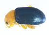 Podagrica sp.
